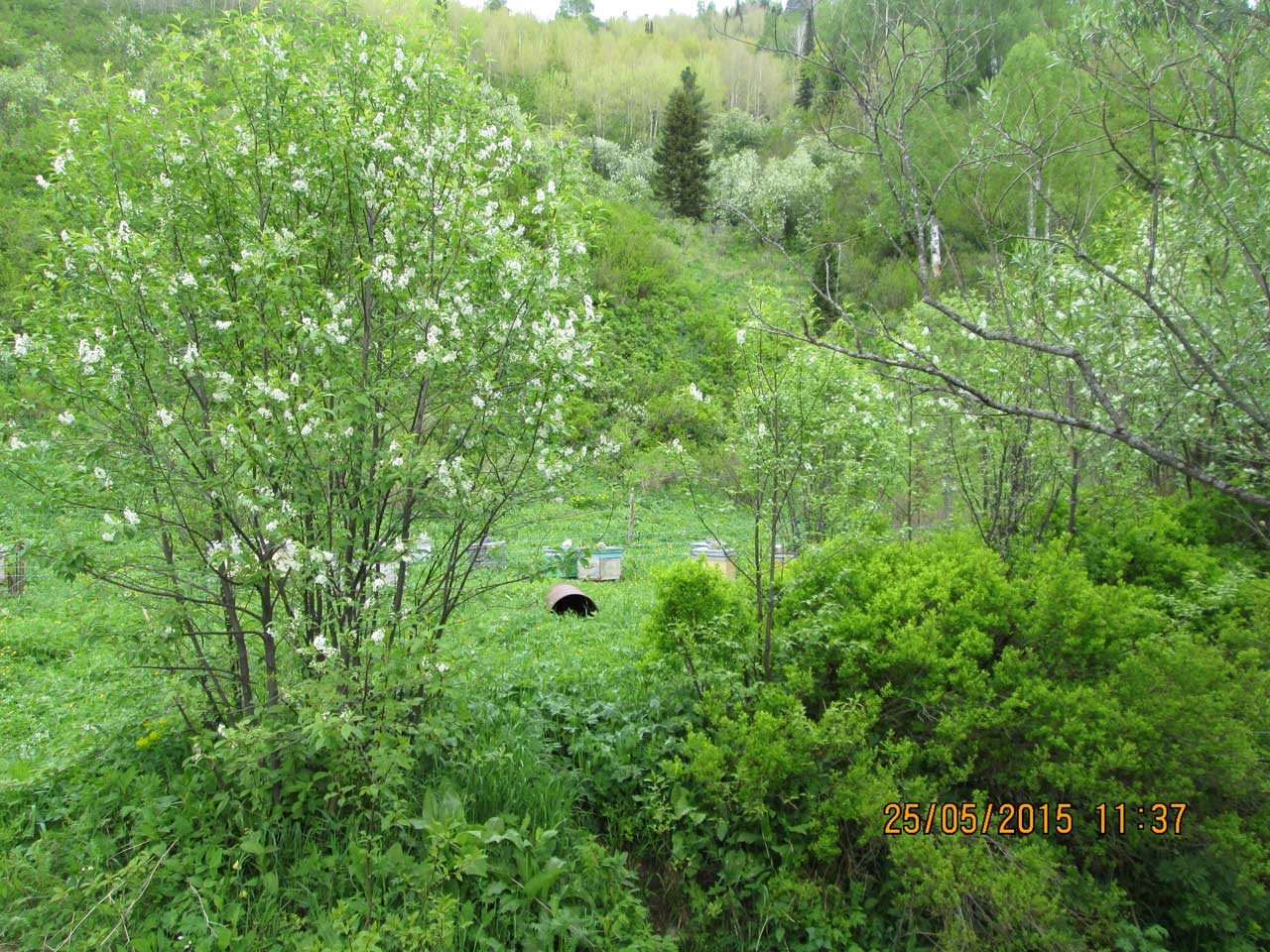 ����-������ ������. �����.