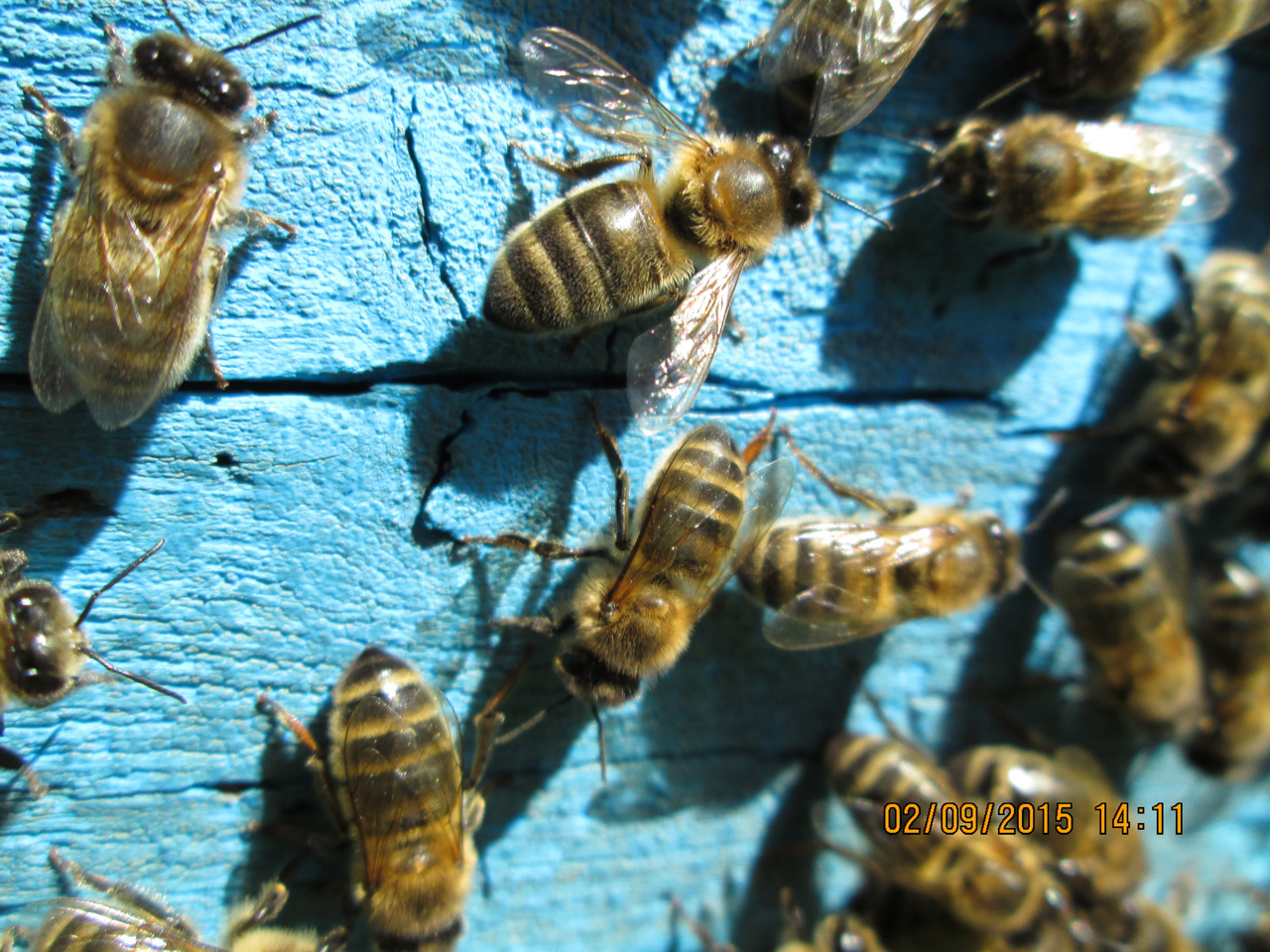 ����� ���������� ��������� ��������� �����-������ �����.