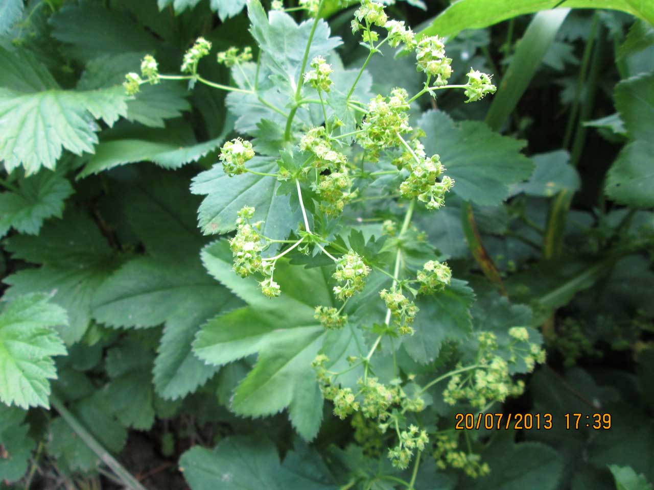 �������� ������������.