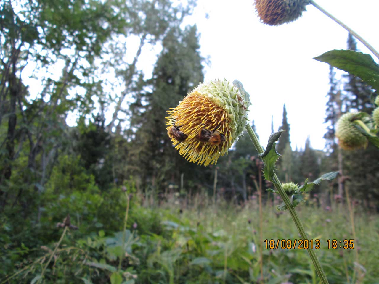 ��������� ��������.