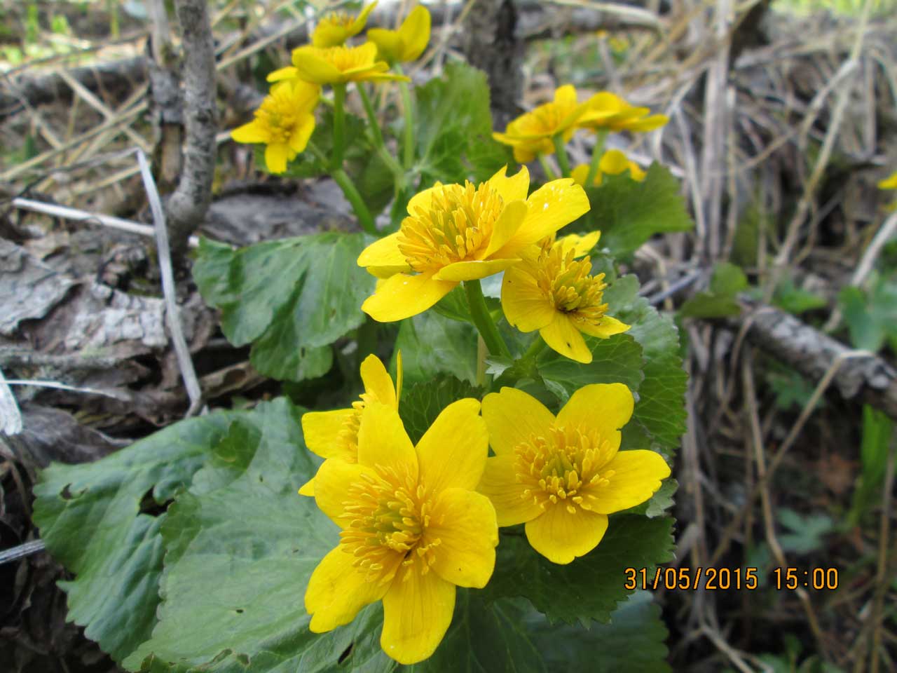 ��������� ��������.