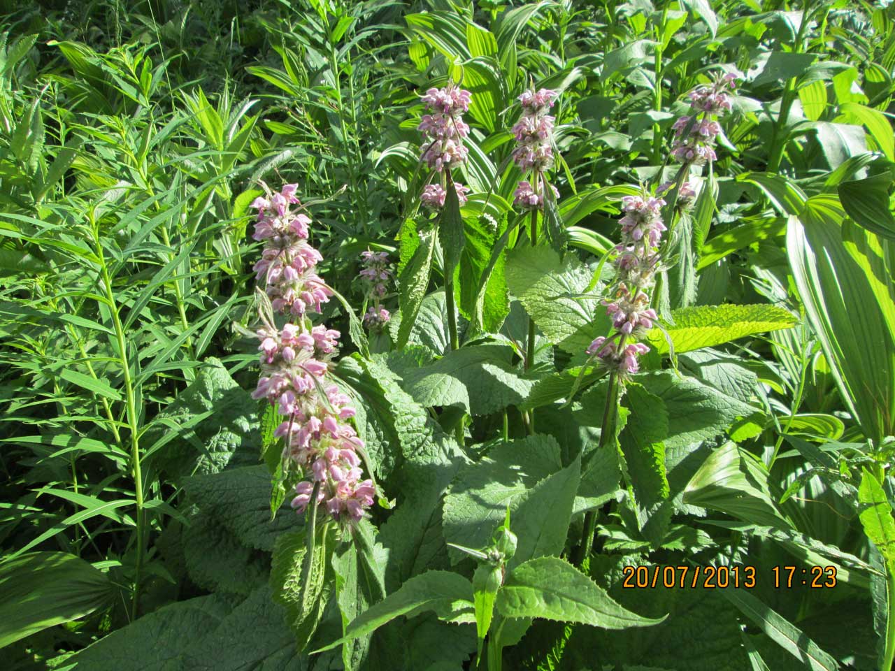 ������ ����������.