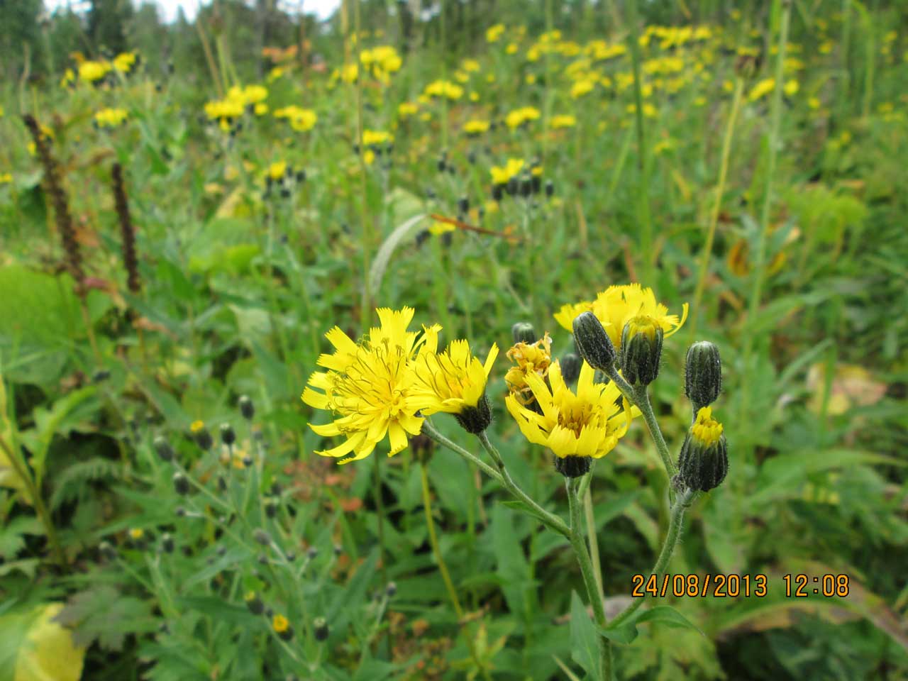 ������ ���������.