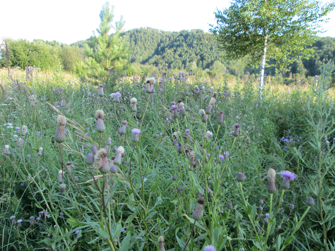 ������� �����������.