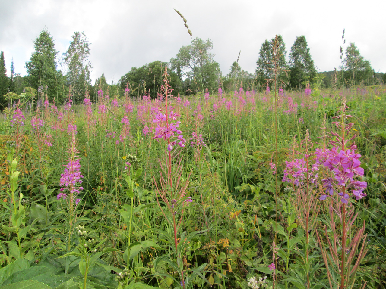 ����-���.